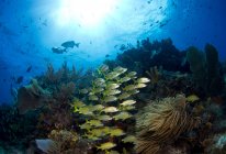 Escolarización de peces en los arrecifes de coral bajo el agua - foto de stock