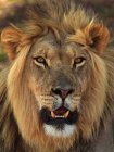 Retrato de leão no Parque Transfronteiriço de Kgalagadi — Fotografia de Stock