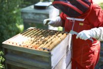 Beekeeper looking into bee hive — Stock Photo