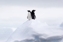 Adelie Penguins standing back to back on ice floe — Stock Photo
