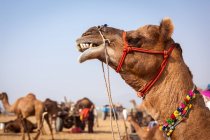 Cammelli a Pushkar camel fair, Pushkar, Rajasthan, India — Foto stock