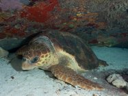 Schildkröte schwimmt am Korallenriff unter Wasser — Stockfoto