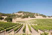 Napa valley vineyard — Stock Photo