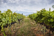 Rows of vines in vineyard, Kelowna, British Columbia, Canada — Stock Photo