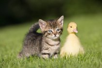 Кошеня і каченята сидять на траві на сонячному світлі — стокове фото