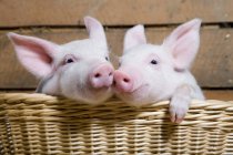 Two cute piglets — Stock Photo