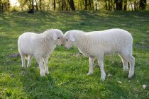 Due agnelli faccia a faccia sul prato verde — Foto stock