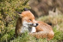Червона лисиця лежить на зеленій траві — стокове фото