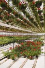 Steel framed commercial greenhouse with red Pelargonium - Geranium flowers in hanging baskets plus mixed flowering plants being grown in containers for sale to distributors and the public in spring, Quebec, Canada — Stock Photo