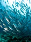 Große Gruppe von Schwarmfischen unter Wasser — Stockfoto