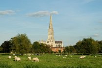 Vista a distanza della cattedrale di Salisbury con pecore al pascolo in prato in primo piano — Foto stock