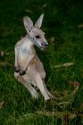 Молодий кенгуру сидить на зеленій траві — стокове фото