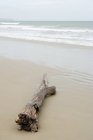 Driftwood на Gillespies пляжі — стокове фото