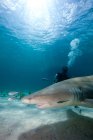 Дайвер и лимонная акула — стоковое фото