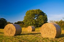 Haybales rolled in field — Stock Photo