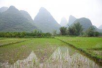 Campos de arroz e paisagem cárstica — Fotografia de Stock