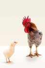 Rooster standing with chick — Stock Photo