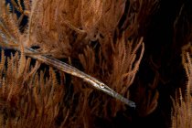 Vue rapprochée du poisson-trompette en gorgone — Photo de stock