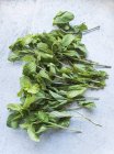 Tallos de hojas de menta - foto de stock