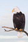 Aquila calva appollaiata su ramo d'albero — Foto stock