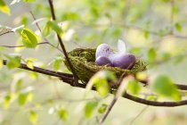 Speckled purple eggs in birds nest on tree — Stock Photo