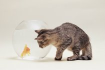 Кошка смотрит золотую рыбку — стоковое фото