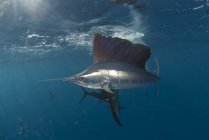 Vista laterale del pesce vela atlantico che nuota sott'acqua — Foto stock