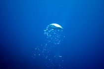 Vista subaquática da bolha de ar do mergulhador — Fotografia de Stock