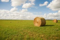 Hay bales in crop field — Stock Photo