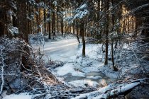 Frozen river in snowy forest — Stock Photo