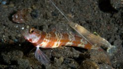 Close-up view of blind shrimp with shrimp goby — Stock Photo