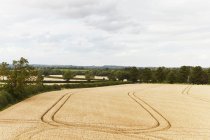 Wege in Getreidefeld geschnitzt — Stockfoto