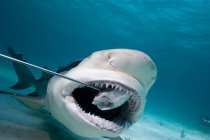 Лимонная акула глотает наживку — стоковое фото