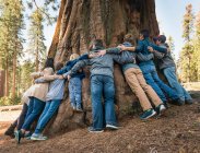 Grupo de personas que unen los brazos alrededor del árbol, vista trasera, Parque Nacional Sequoia, California, EE.UU. - foto de stock