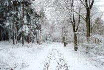 Sentier entouré de neige et d'arbres — Photo de stock