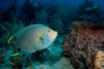 Голубые рыбы-ангелы, плавающие на коралловом рифе — стоковое фото