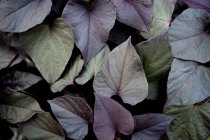 Dunkle Blätter der Pflanze — Stockfoto