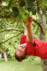 Sorrindo menino colhendo frutas na árvore — Fotografia de Stock