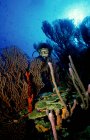 Mergulhador no recife de coral . — Fotografia de Stock