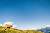 Mucca su campo verde sotto cielo blu — Foto stock