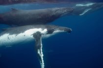 Vista submarina de ballenas jorobadas, Islas Revillagigedo, Colima, México - foto de stock
