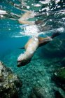 León marino nadando en aguas poco profundas - foto de stock