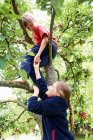 Дети собирают фрукты на дереве — стоковое фото