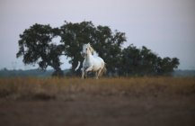 Course de chevaux sur le terrain — Photo de stock
