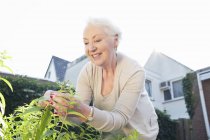 Seniorin pflückt Kräuter im Garten — Stockfoto