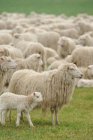 Овцы пасутся на зеленой траве — стоковое фото