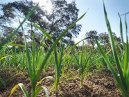 Garlic field in ground — Stock Photo