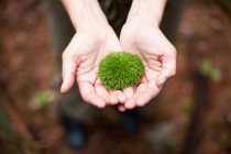 Woman holding moss in palms of hands, partial top view — Stock Photo