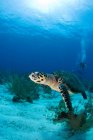 Falkenschildkröte, Unterwasserblick — Stockfoto