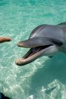 Retrato de primer plano de delfín mular y dedo humano - foto de stock